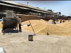 Centre relaxes wheat procurement norms for Punjab, relief for farmers