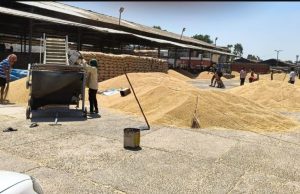 Centre relaxes wheat procurement norms for Punjab, relief for farmers