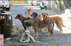 SC says citizens have right to live free from stray dog fear