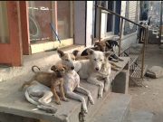 Punjab CM’s X post on stray dogs sparks controversy