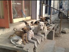 Punjab CM’s X post on stray dogs sparks controversy