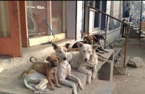 Punjab declares schools, hospitals and public places ‘no-release zones’ for stray dogs