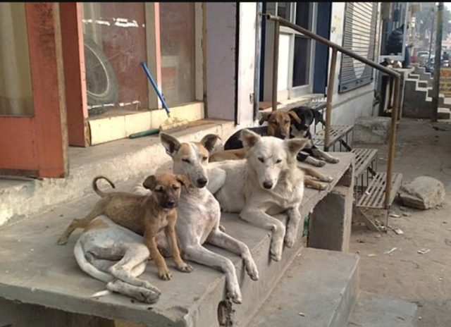 Stray dogs