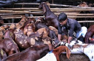 ईद उल अजहा: एशिया के सबसे बड़े बूचड़खाने ‘देवनार’ में काटने को पहुंचाए करीब 1.5 लाख से अधिक जानवर