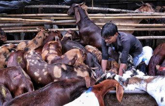 ईद उल अजहा: एशिया के सबसे बड़े बूचड़खाने ‘देवनार’ में काटने को पहुंचाए करीब 1.5 लाख से अधिक जानवर