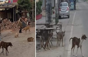 Jalandhar : लाडोवाली रोड से लेकर चौगिट्टी चौक तक जरा बचकर! कई लोग हो चुके हैं शिकार