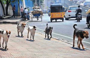 Punjab में बस कंडक्टर के केसों की बेअदबी, गरमाया माहौल, लगा लंबा जाम
