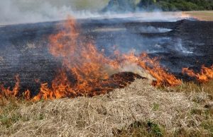 पंजाब सरकार का पराली जलाने पर बड़ा Action, FIR दर्ज, लगाया लाखों का जुर्माना