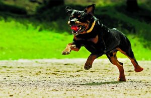 Chandigarh: नगर निगम ने विदेशों से आने वाली आक्रामक नस्ल के डॉग पर लगाया प्रतिबंध