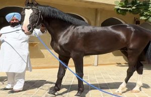 पंजाब पहुचें ‘Sam Bahadur’ , सुंदरता के लिए दुनिया भर में प्रसिद्ध है ये मारवाड़ी घोड़ा