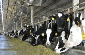 Punjab : डेयरी मालिकों को 25 दिसम्बर तक अल्टीमेटम! नहीं तो होगी यह कानूनी कार्रवाई