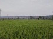 Punjab और Chandigarh में बदला मौसम:तापमान में गिरावट, आंधी-बारिश और ओले गिरने की संभावना