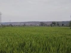 Punjab और Chandigarh में बदला मौसम:तापमान में गिरावट, आंधी-बारिश और ओले गिरने की संभावना