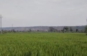 Punjab और Chandigarh में बदला मौसम:तापमान में गिरावट, आंधी-बारिश और ओले गिरने की संभावना