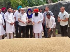 Punjab की मंडियों में 28 लाख मीट्रिक टन गेहूं की आमद, 24 लाख मीट्रिक टन से अधिक की खरीद : Lal Chand Kataruchak