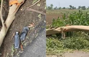 Jalandhar में आंधी- तूफान का कहर, बाइक से जा रहे पिता-बेटी पर गिरा पेड़, दोनों की मौत