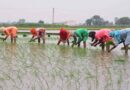 Punjab government decided to start paddy transplantation in two phases from June 11 and 15
