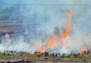 Supreme Court seeks response from Punjab, Haryana on hike in stubble burning cases