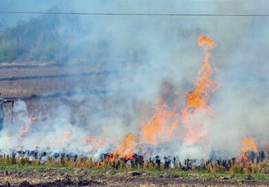 Supreme Court seeks response from Punjab, Haryana on hike in stubble burning cases