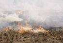 Flying squads deployed in Punjab and Haryana to check stubble burning