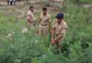 Haryana Police constable’s body found in Chandigarh forest area