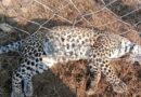 Leopard dies after getting stuck in fence in Birampur forest