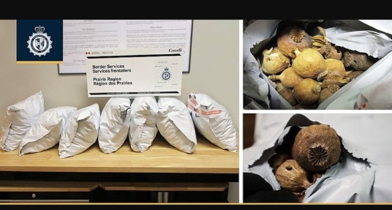 Heroin, opium and dodas seized in separate CBSA drug busts
