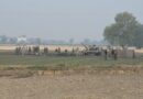 IAF fighter jet crashes in Bathinda; civilian killed, probe underway